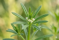 Cleavers Aerial Parts